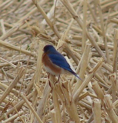 An Eastern bluebird on some harvested stalks of corn.