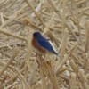 An Eastern bluebird on some harvested stalks of corn.