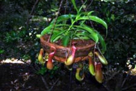 Tropical Pitcher Plant