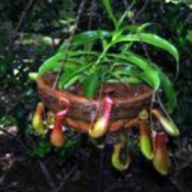 Tropical Pitcher Plant