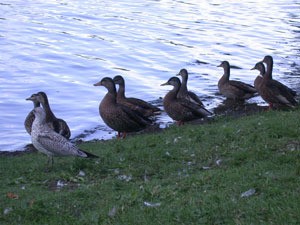 Wild Canadian Ducks