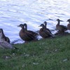 Wild Canadian Ducks