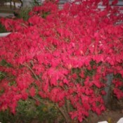 bright red foliage