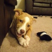 White and tan puppy.