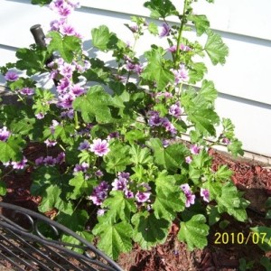 Small mallow or hollyhock.