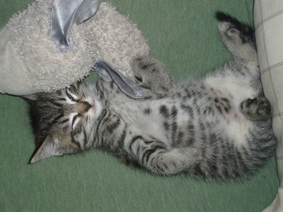 Grey and black striped tabby kitten.