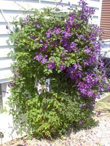 purple flowering clematis
