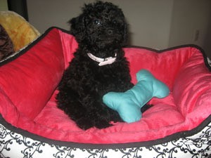 Poodle in Bed