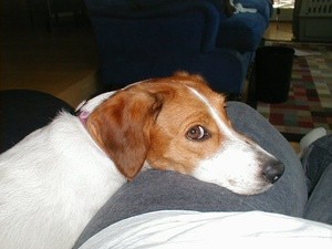 Penny with her head on furniture.