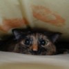A tortoiseshell cat between bedsheets, comically peeking out.