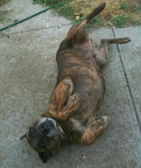 Tiger lying upside down on pavement.