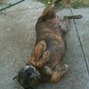 Tiger lying upside down on pavement.