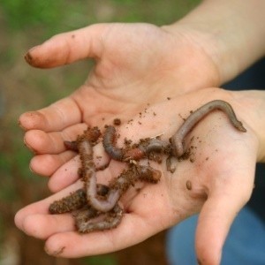 Getting To Know Earthworms