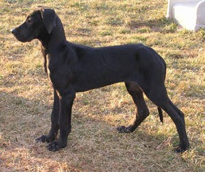 Mable (Great Dane)
