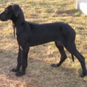 Mable (Great Dane)