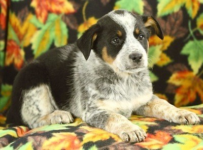 Gemmah and Thor (Australian Shepherd/Blue Heeler)