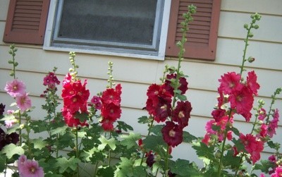 Hollyhocks in the garden.