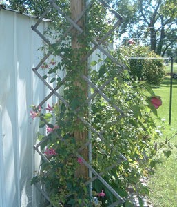 A garden trellis made from a baby gate.