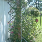 A garden trellis made from a baby gate.