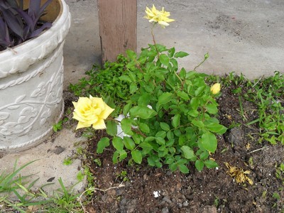 Small yellow rose bush.