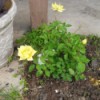 Small yellow rose bush.