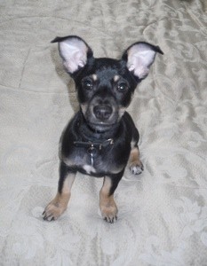 black and tan Min Pin