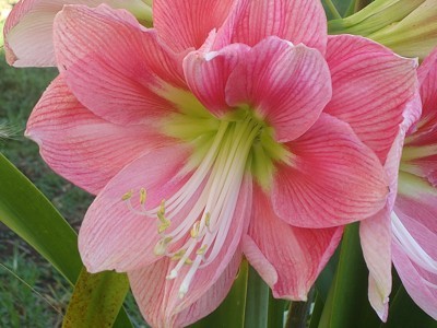 Pretty pink amaryllis bloom.