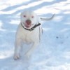 White Bulldog running in snow.