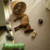 Molly and her toys.