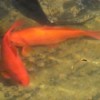 Large orange goldfish in a garden pond.