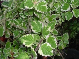 Green leaves with white edges.