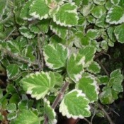 Green leaves with white edges.