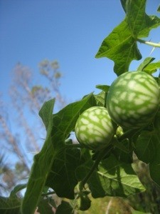 Large thorny, leafy green plant with green and lighter green balls.