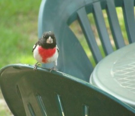 Rose Breasted Grosbeak