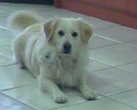 Dog on tile floor.