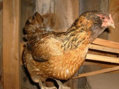 Aracana Hen