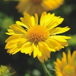 gaillardia 'Mesa Yellow'