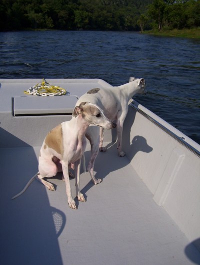 2 whippets on a boat