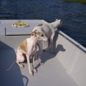 2 whippets on a boat