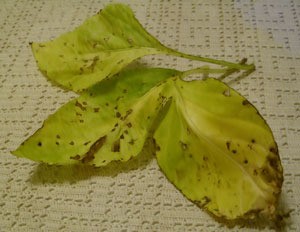 diseased pepper leaves