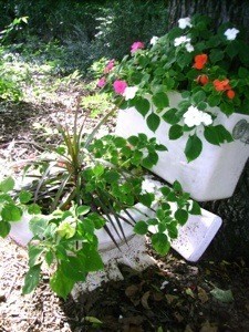 Toilet Planter