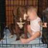 Dog in crate with infant.