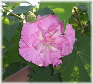 Pink Confederate rose.