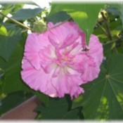 Pink Confederate rose.