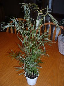 Tall multistemmed house plant with narrow leaves.