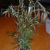 Tall multistemmed house plant with narrow leaves.