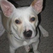 Stocky white dog with stand up ears.