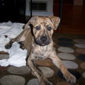 Tan and dark brindle coated dog.