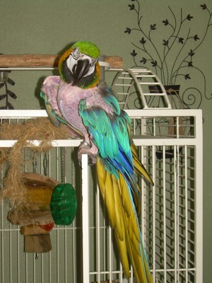 macaw parrot