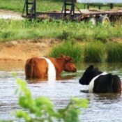 A pair of cows cooling off in a body of water.